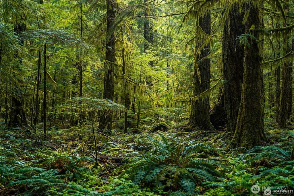 Photo of 44110 SE 159th Street, North Bend, WA 98045 (MLS # 2505518)