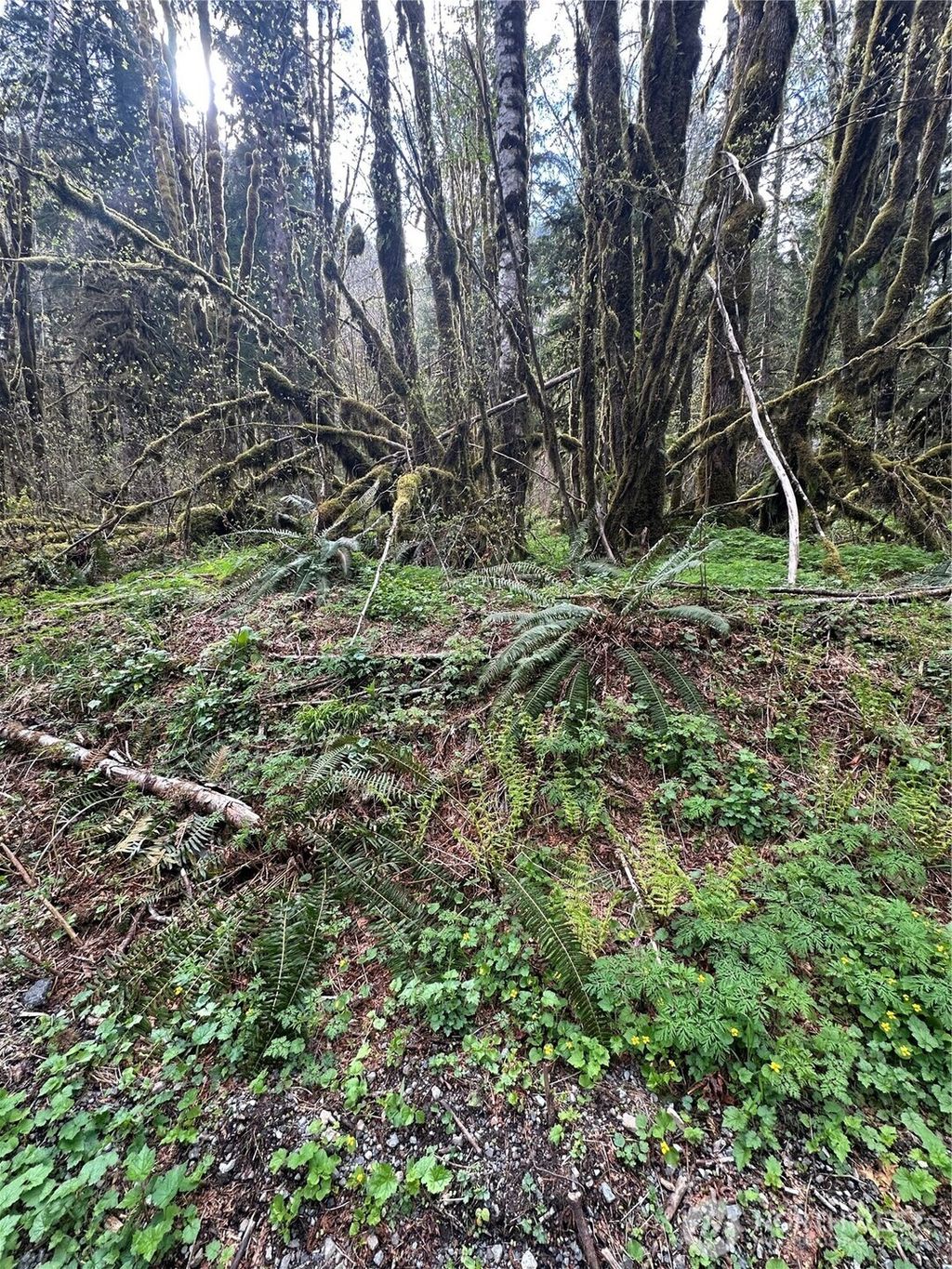 Photo of 0 Miller River Road, Skykomish, WA 98288 (MLS # 2365667)