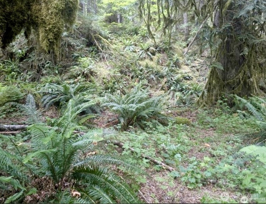 64315 Lookout Mountain Loop 170