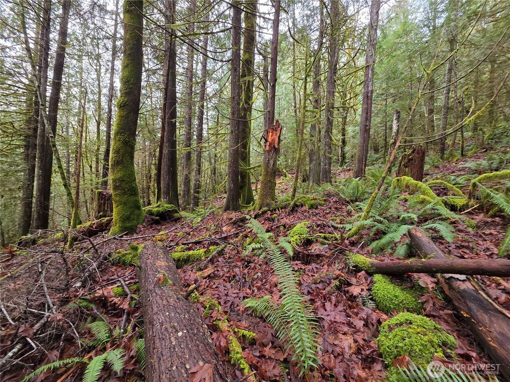 Photo of 0 Dragonfly Lane, Brinnon, WA 98320 (MLS # 2465363)