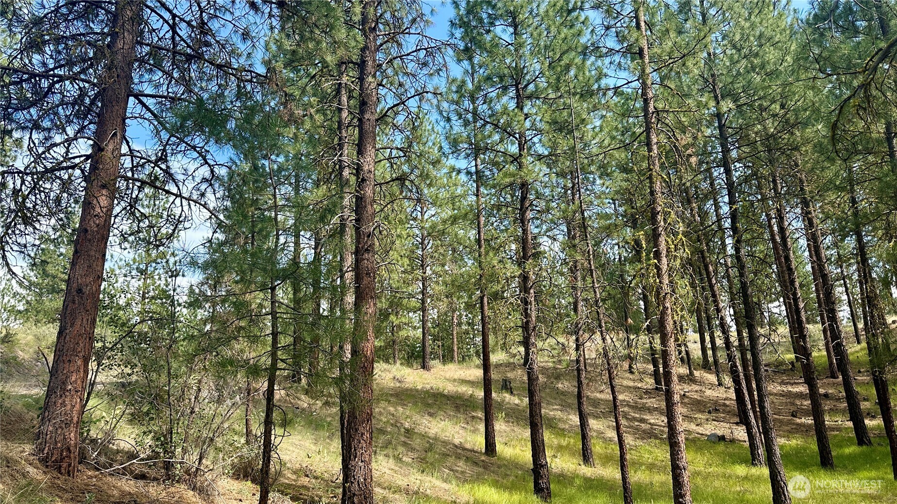 98 Larkspur Drive