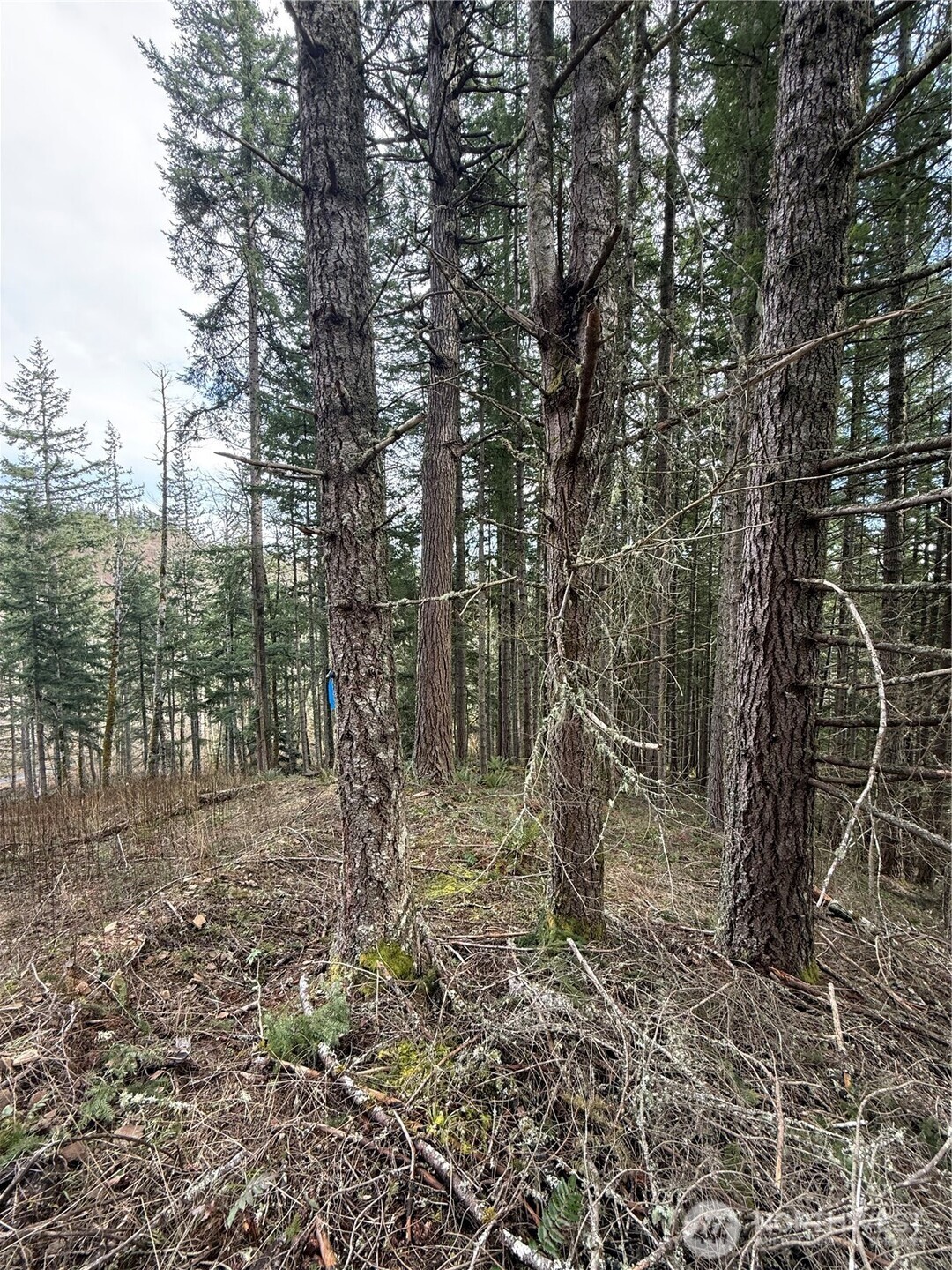 53007 128th Avenue E