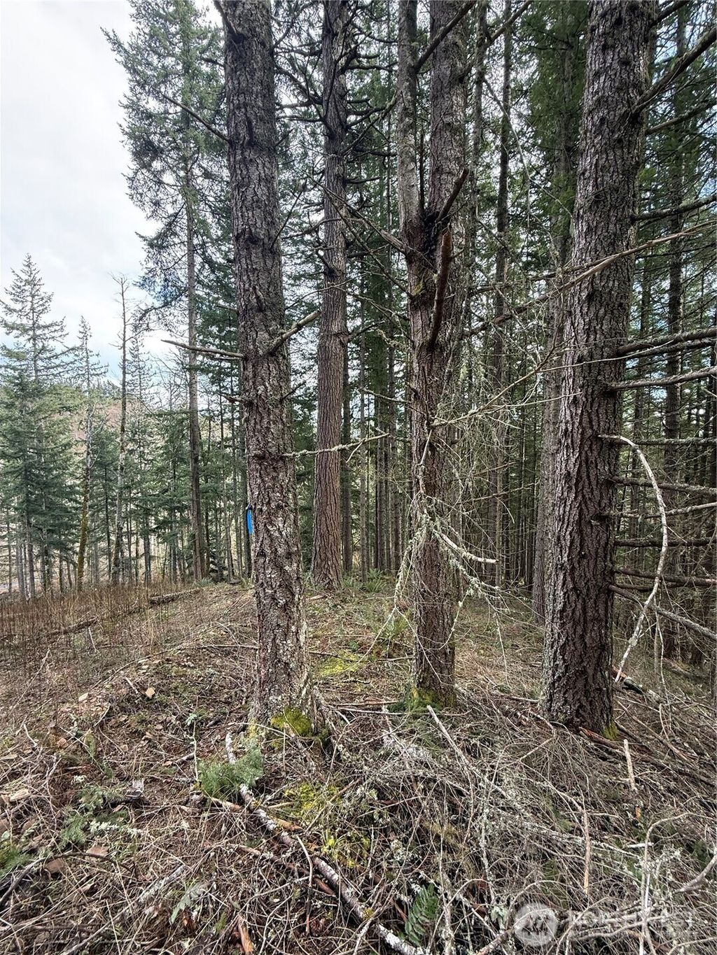 Photo of 53007 128th Avenue E, Eatonville, WA 98328 (MLS # 2491840)