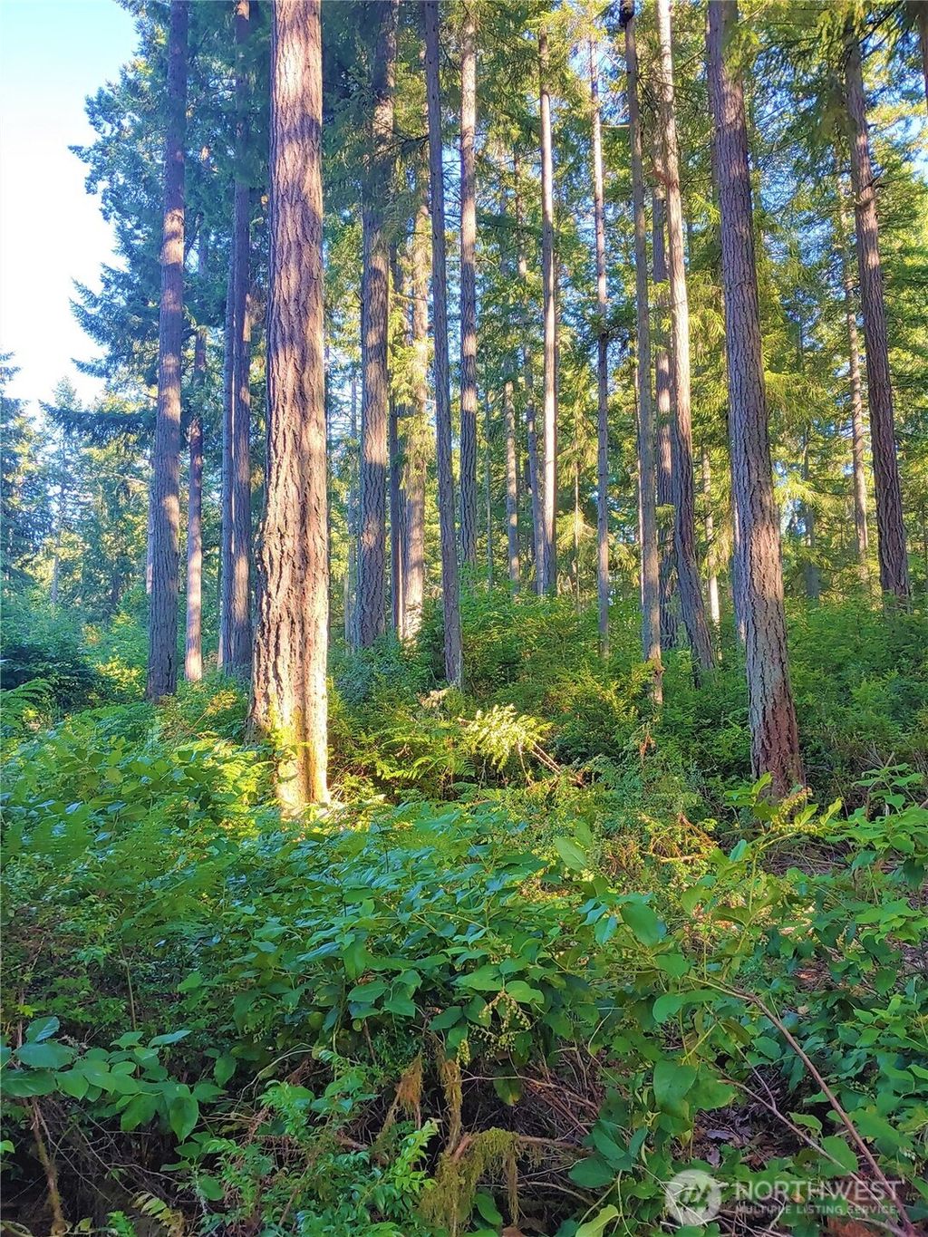 Photo of 11302 106th Street, Anderson Island, WA 98303 (MLS # 2514983)