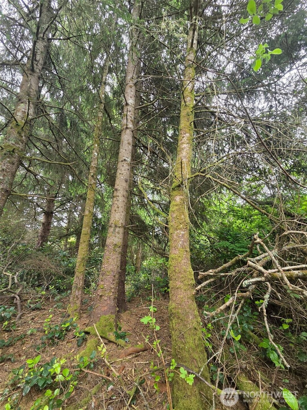 Photo of 624 Wolf Ct CT SE, Ocean Shores, WA 98569 (MLS # 2528392)