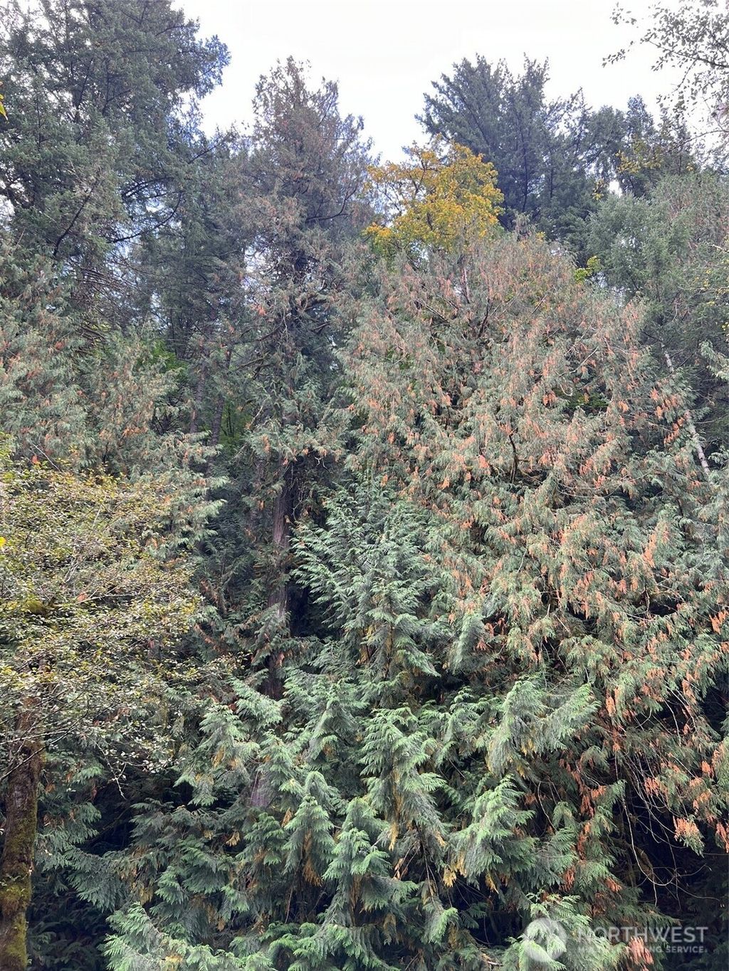 Photo of 0 US Hwy 12, White Pass, WA 98377 (MLS # 2466963)