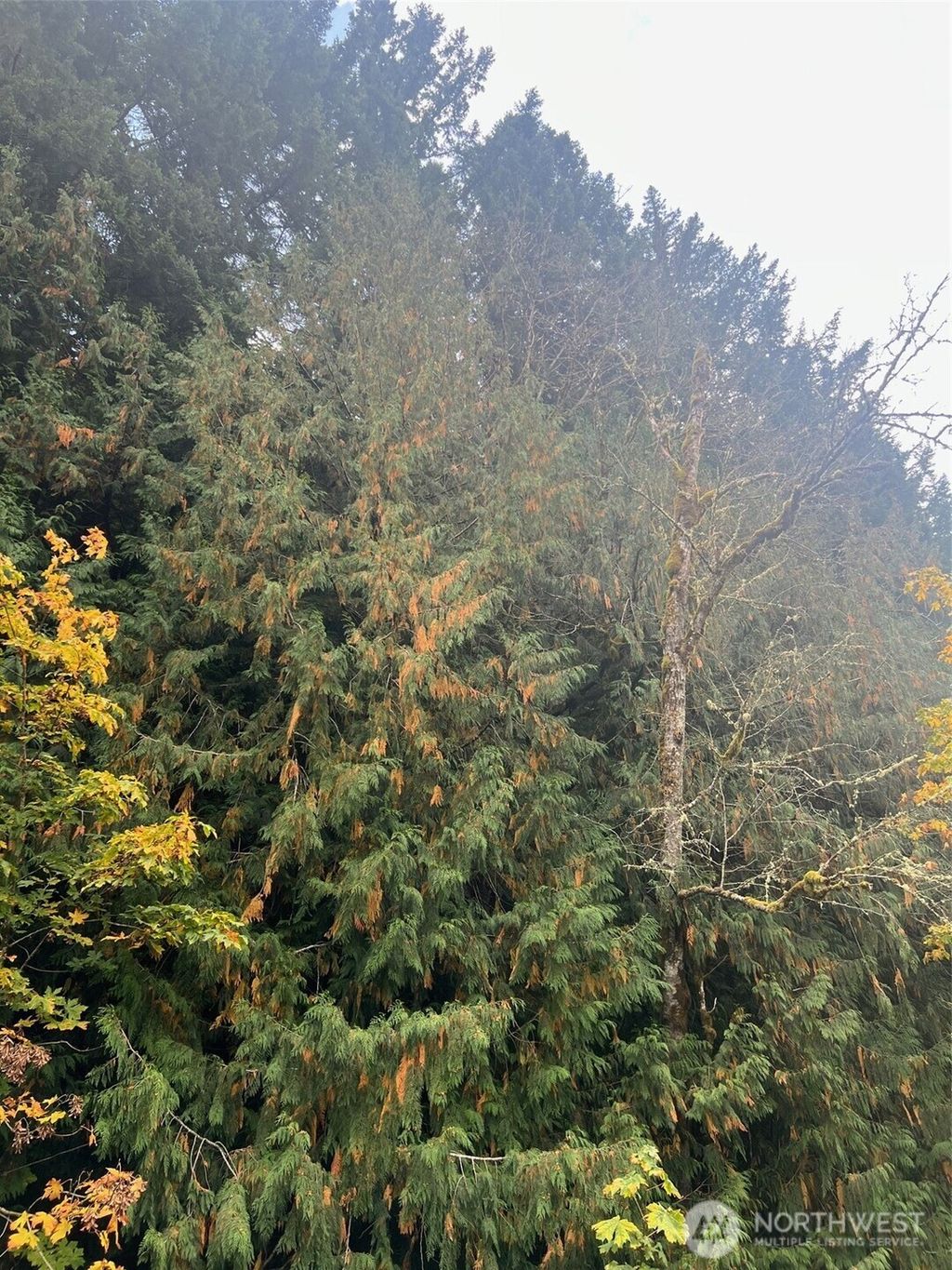 Photo of 0 US Hwy 12, White Pass, WA 98377 (MLS # 2466963)