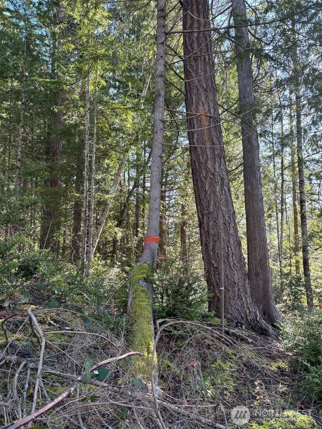 Photo of 1 NKA Yashi Road, Brinnon, WA 98320 (MLS # 2484526)