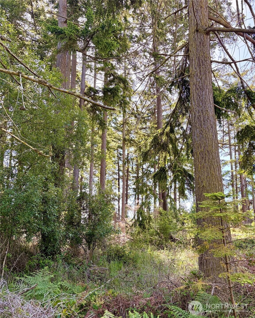 Photo of 0 Old Cedar Lane, Oak Harbor, WA 98277 (MLS # 2532975)