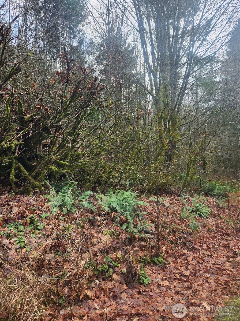 Photo of 8 Acres Cloquallum Road, Shelton, WA 98584 (MLS # 2459920)