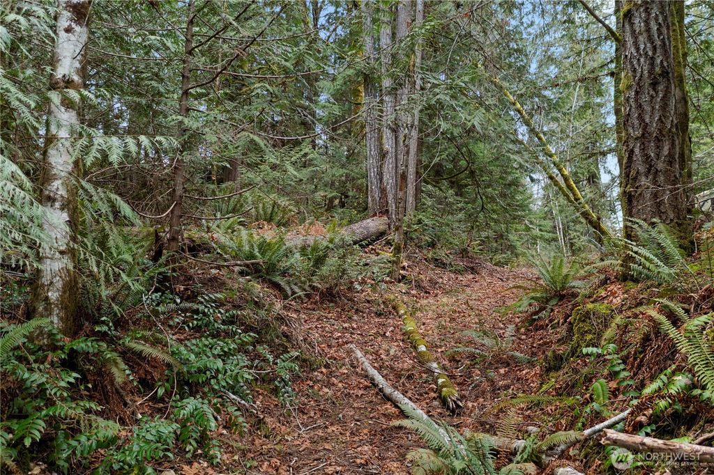 Photo of 0 N Olympic Trails Drive, Lilliwaup, WA 98555 (MLS # 2494970)