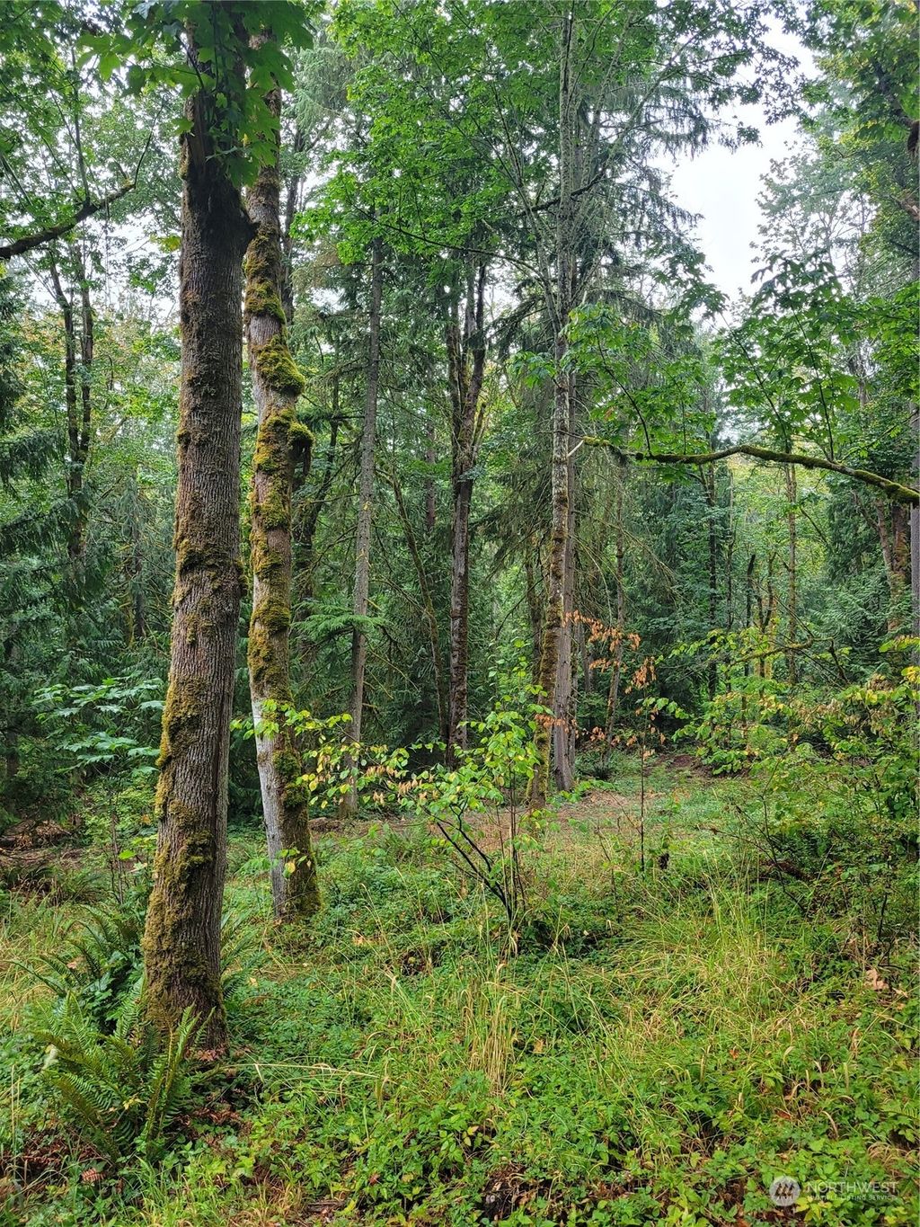 Photo of 17 SE 215th Street, Renton, WA 98058 (MLS # 2201171)