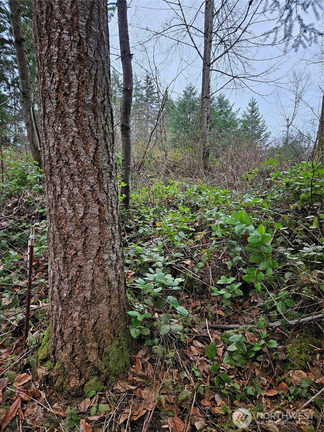 19101 106th Street Ct E