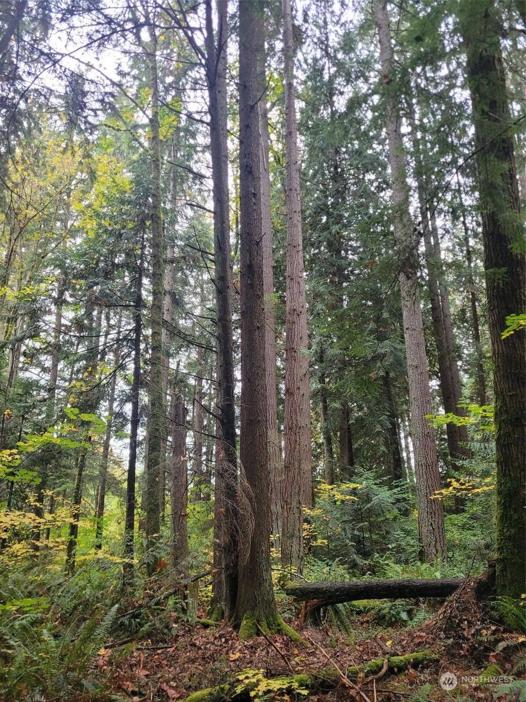 Photo of 7105 254th Avenue NE, Redmond, WA 98053 (MLS # 2059964)