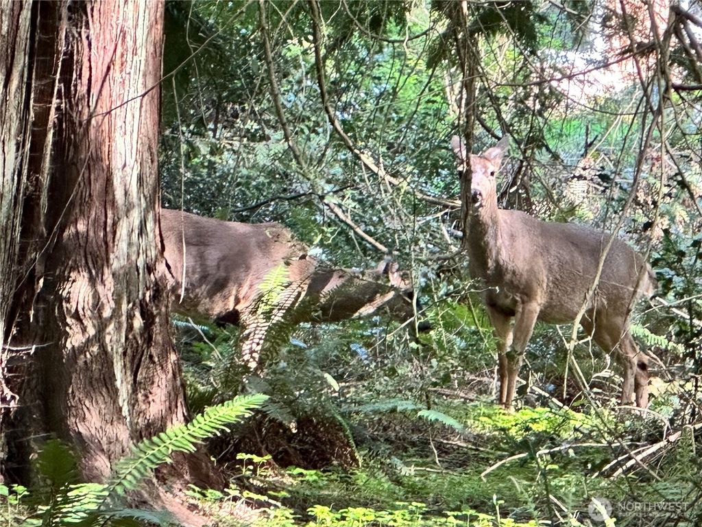 Photo of 0 Lot 31 NW Lakeness, Poulsbo, WA 98370 (MLS # 2521026)