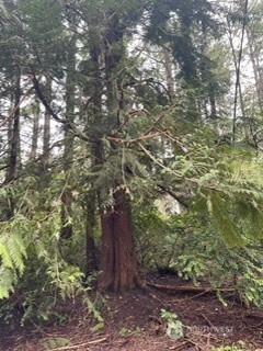 11307 114th Street Ct