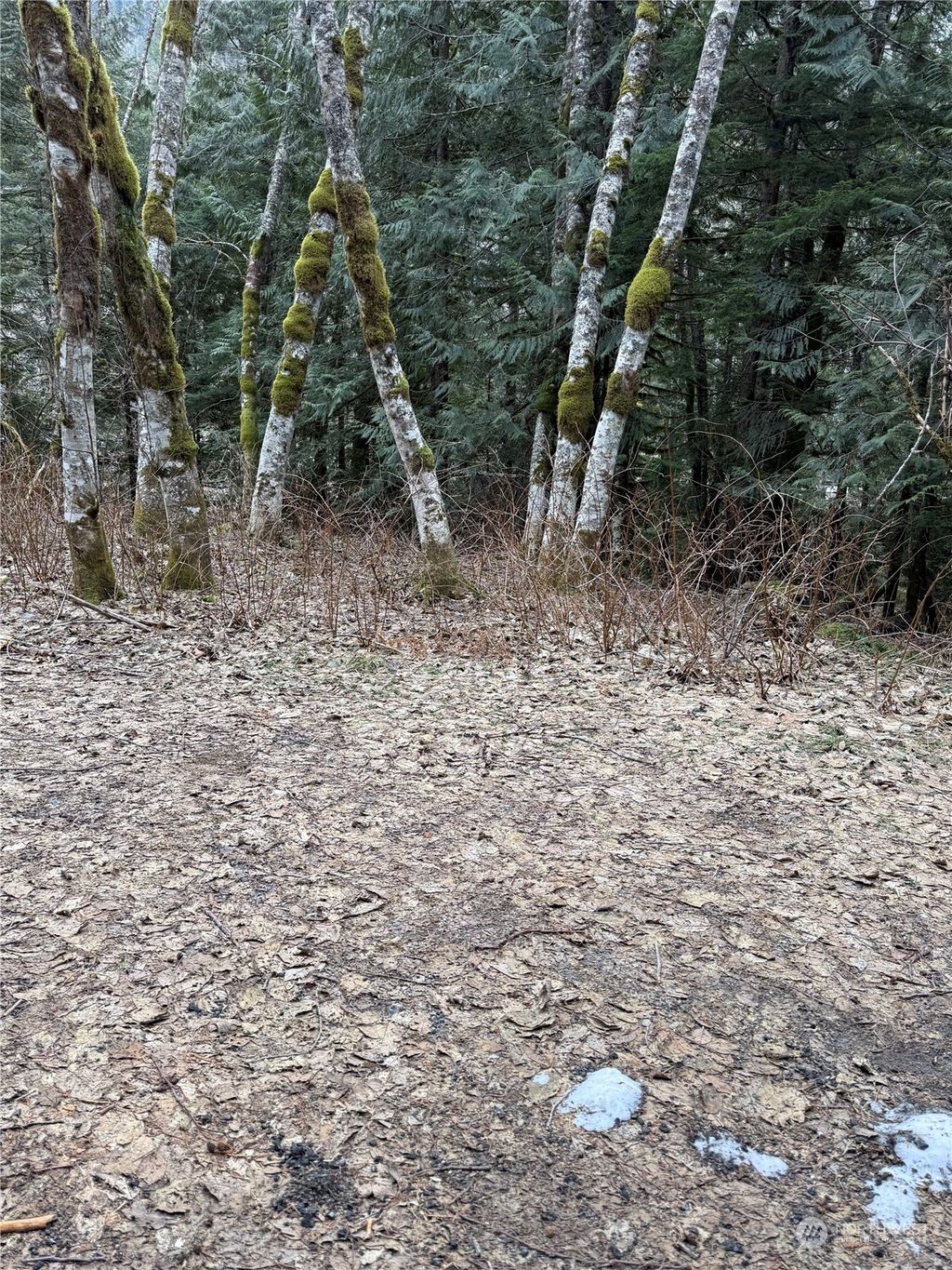 Photo of 87236 NE Old Cascade Highway, Skykomish, WA 98288 (MLS # 2326078)