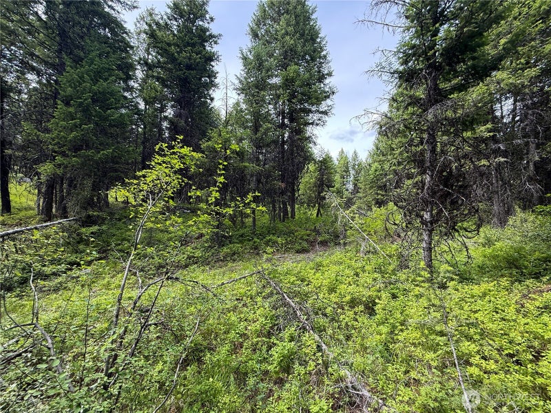 0 Mule Deer