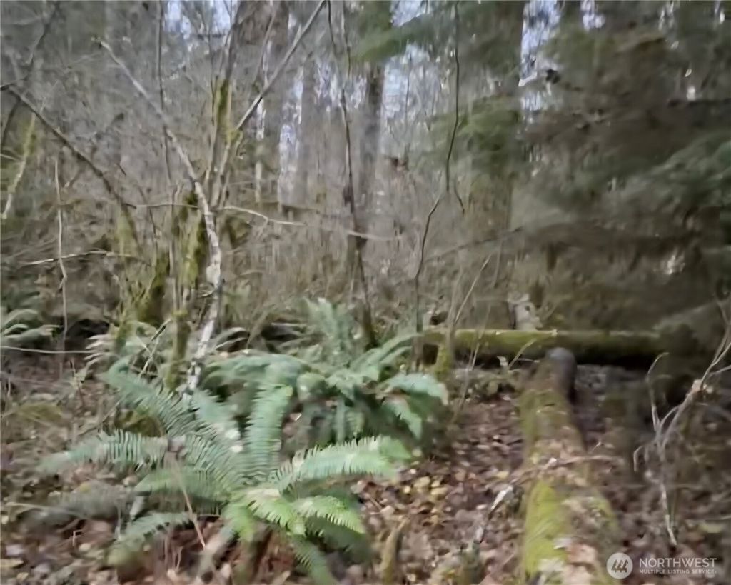 Photo of 31518 557th Street Ct, Ashford, WA 98304 (MLS # 2468473)