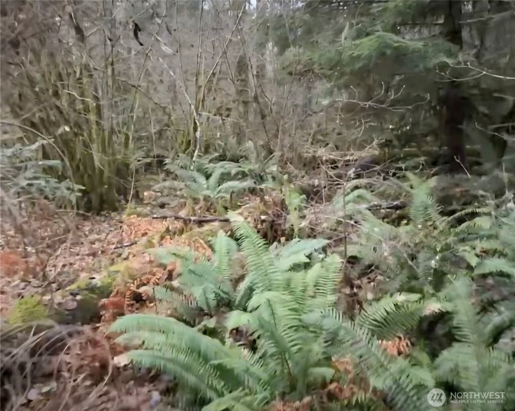 Photo of 31518 557th Street Ct, Ashford, WA 98304 (MLS # 2468473)