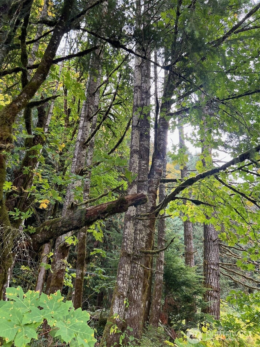 Photo of 0 US Hwy 12, White Pass, WA 98377 (MLS # 2466816)