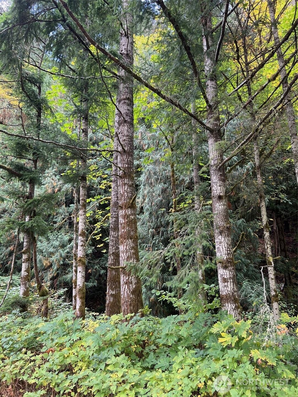 Photo of 0 US Hwy 12, White Pass, WA 98377 (MLS # 2466816)