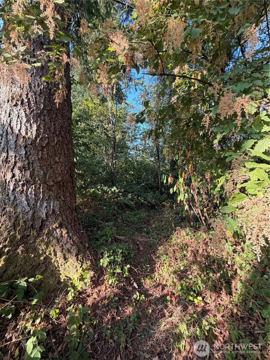 Photo of 15620 Goldbar Drive, Gold Bar, WA 98251 (MLS # 2572583)