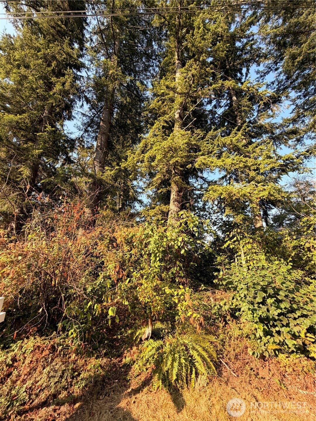 Photo of 15620 Goldbar Drive, Gold Bar, WA 98251 (MLS # 2572583)