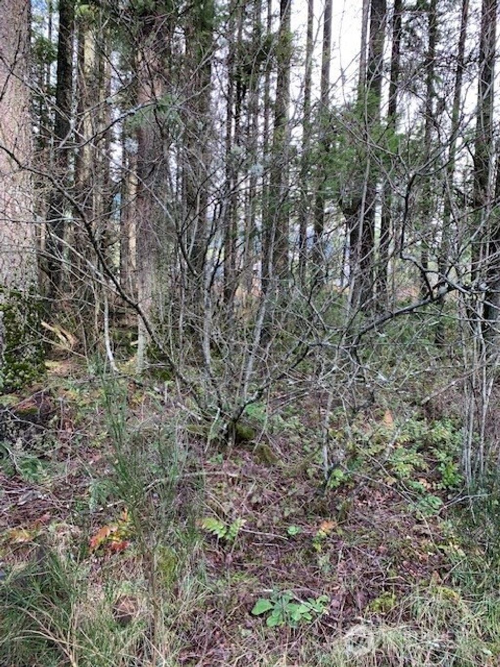 Photo of 450 xx SE North Bend Way, North Bend, WA 98045 (MLS # 2409186)