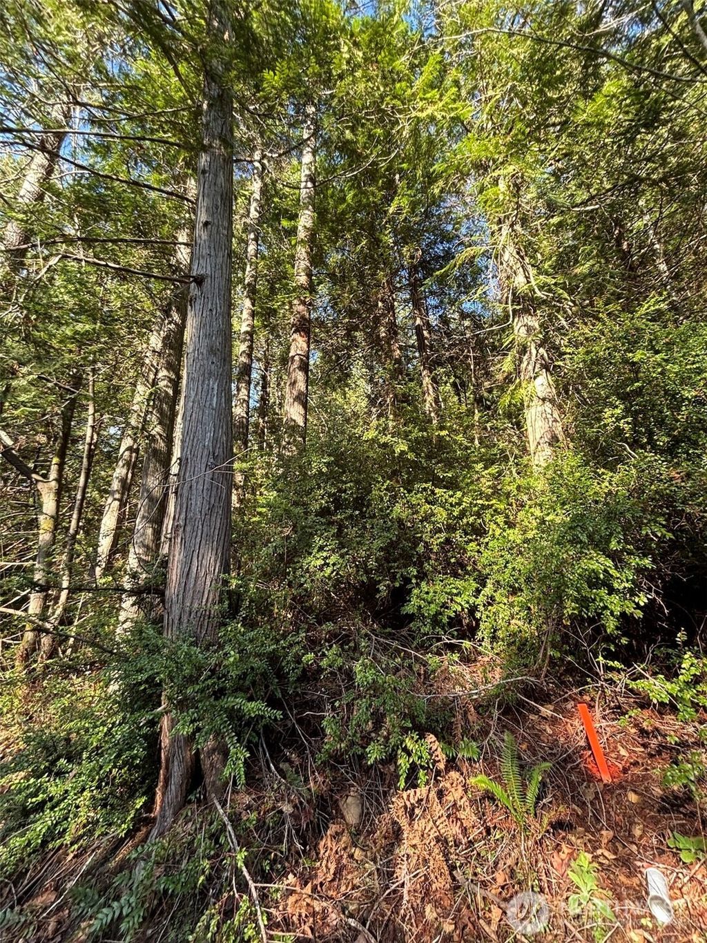 Photo of 0 NKA Yashi Road, Brinnon, WA 98320 (MLS # 2484505)