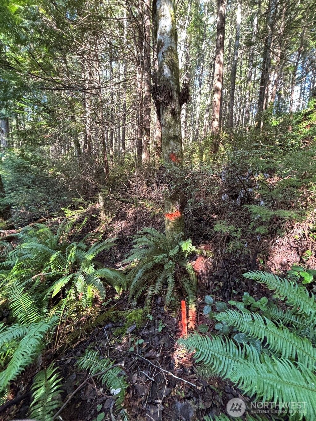 Photo of 0 NKA Yashi Road, Brinnon, WA 98320 (MLS # 2484505)