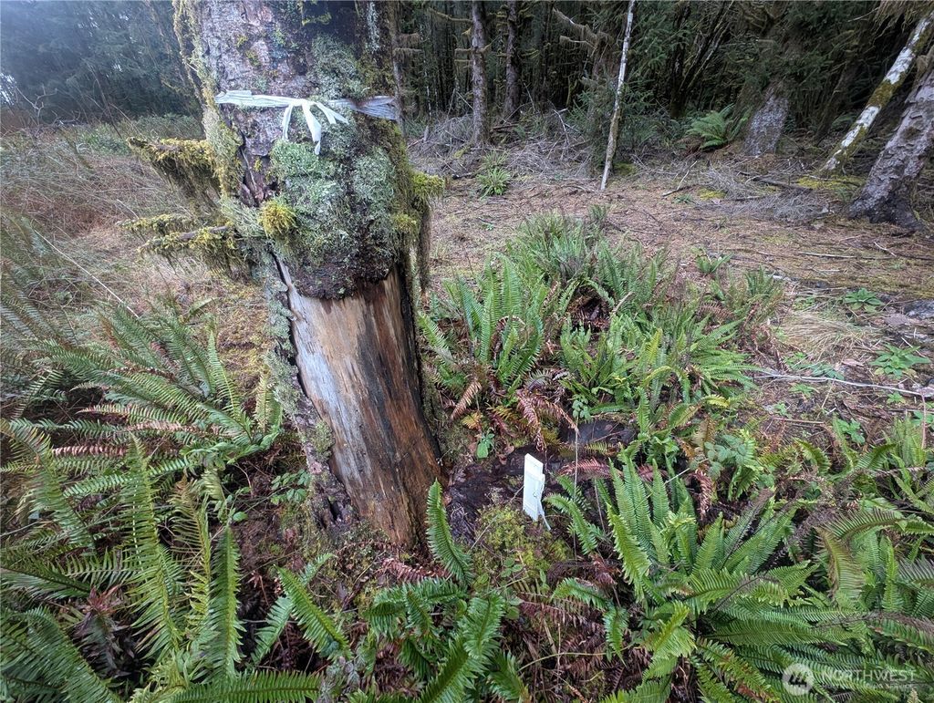 Photo of 9991 Quillayute Road, Forks, WA 98331 (MLS # 2483708)