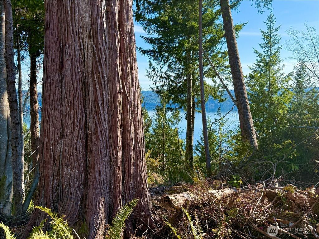 Photo of 63 Devereaux Drive, Lilliwaup, WA 98555 (MLS # 2492217)