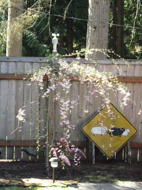 A home in Mountlake Terrace