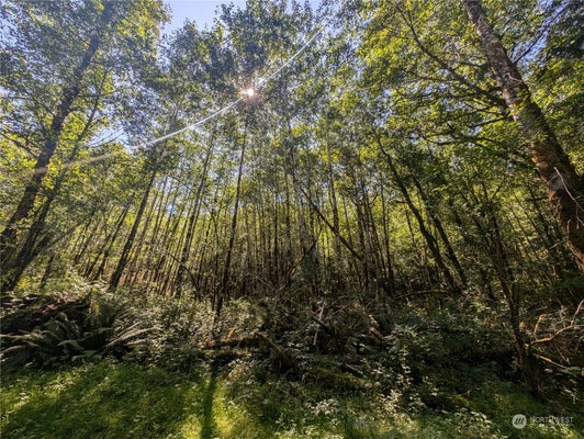 DOWANS CREEK RD, FORKS, WA 98331 - Image fbb645c4669cd321ce3f5579a07b7da4/3557582471