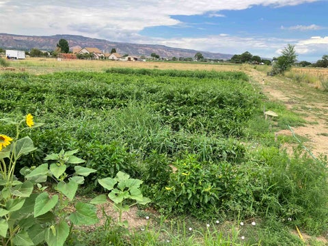 Photo of 887 23 Road, Grand Junction, CO 81505 (MLS # 20264612)