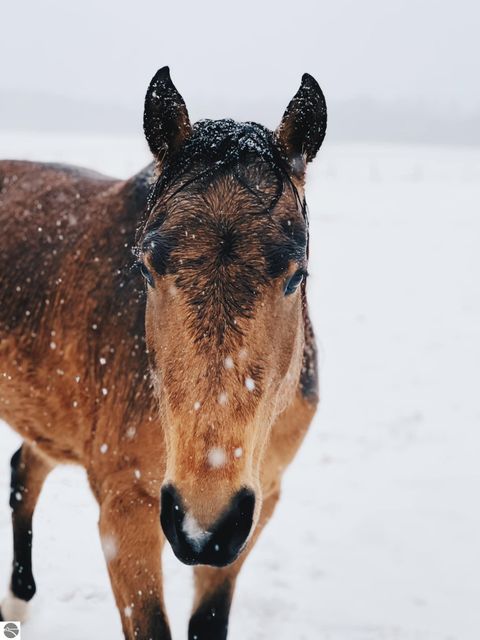 Tiny photo for 2526 Lake Ann Road, Interlochen, MI 49643 (MLS # 1941174)