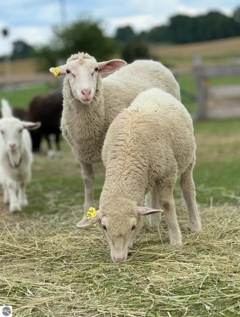 Tiny photo for 2526 Lake Ann Road, Interlochen, MI 49643 (MLS # 1941174)