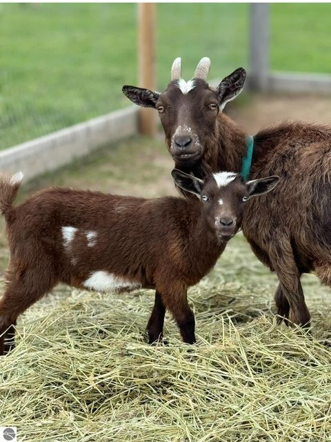 Tiny photo for 2526 Lake Ann Road, Interlochen, MI 49643 (MLS # 1941174)