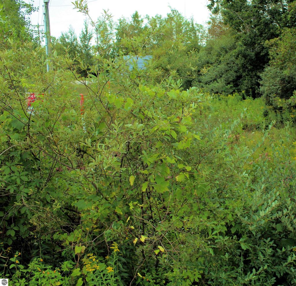 Photo of 00 Cass Road, Traverse City, MI 49684 (MLS # 1939617)