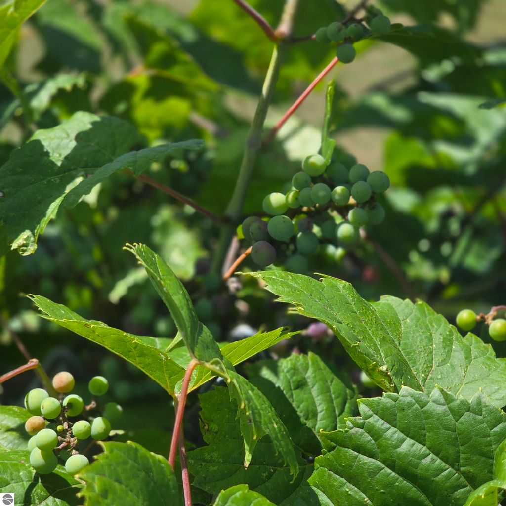 Photo of 112 1st Street, Oscoda, MI 48750 (MLS # 1937455)