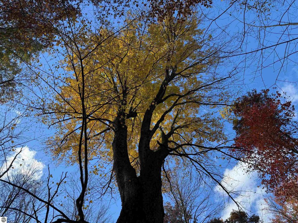 Photo of VL S Eddy Creek Road, West Branch, MI 48661 (MLS # 1939964)