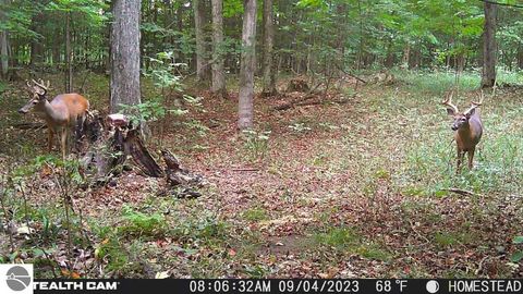 Tiny photo for 10308 Homestead Road, Beulah, MI 49617 (MLS # 1940670)