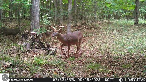 Tiny photo for 10308 Homestead Road, Beulah, MI 49617 (MLS # 1940670)