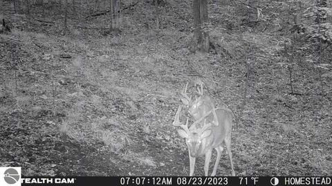 Tiny photo for 10308 Homestead Road, Beulah, MI 49617 (MLS # 1940670)