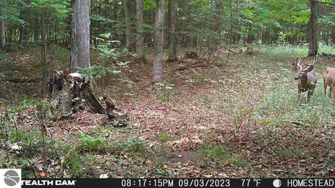 Tiny photo for 10308 Homestead Road, Beulah, MI 49617 (MLS # 1940670)