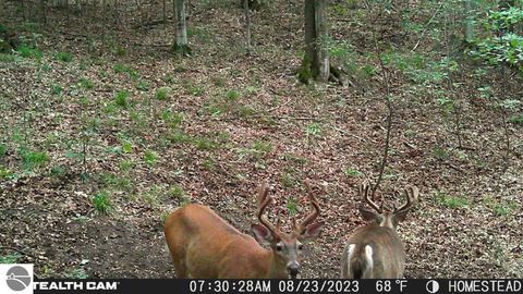 Tiny photo for 10308 Homestead Road, Beulah, MI 49617 (MLS # 1940670)