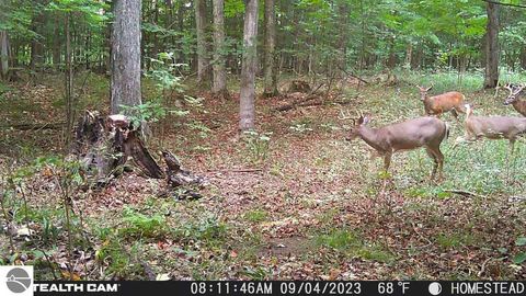 Tiny photo for 10308 Homestead Road, Beulah, MI 49617 (MLS # 1940670)