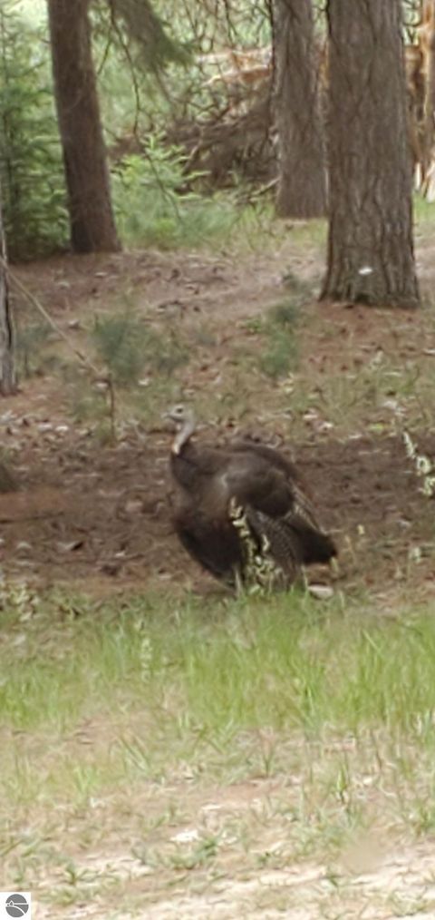 Tiny photo for 1240 Quigley Road, West Branch, MI 48661 (MLS # 1940949)