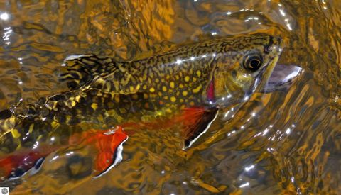 Tiny photo for 9769 Parrot Circle, Fife Lake, MI 49633 (MLS # 1941240)